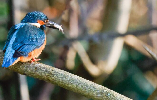 kingfisher